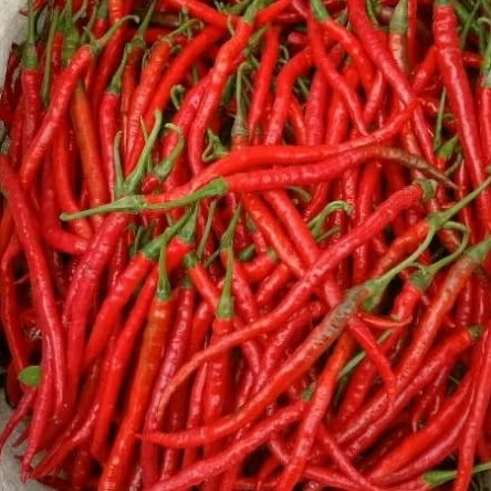 

Cabe Merak Keriting/CMK Super,,,,500gr