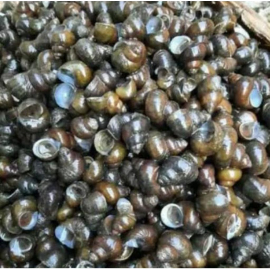 

siput sawah mentah500g