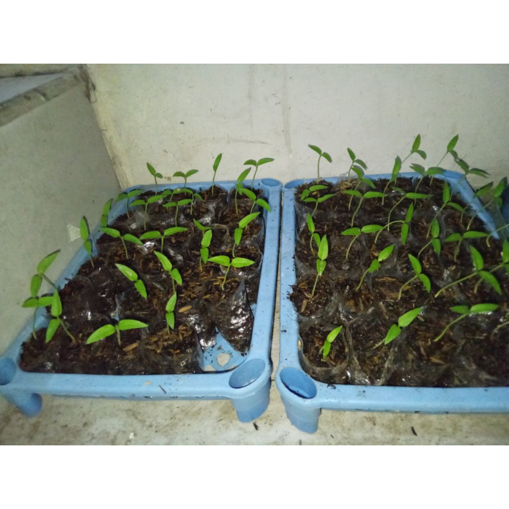 Bibit Cabai Ori 212