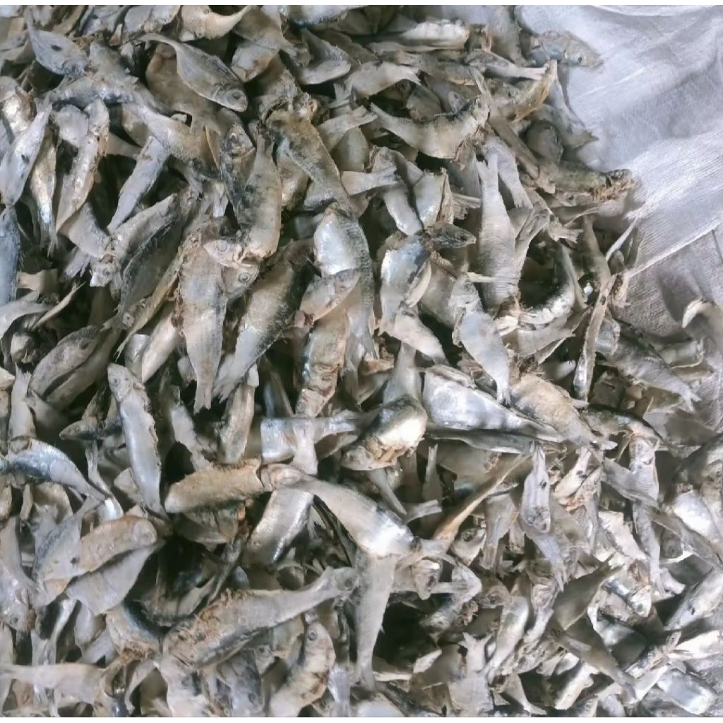 

ikan asin tembang Cue murah