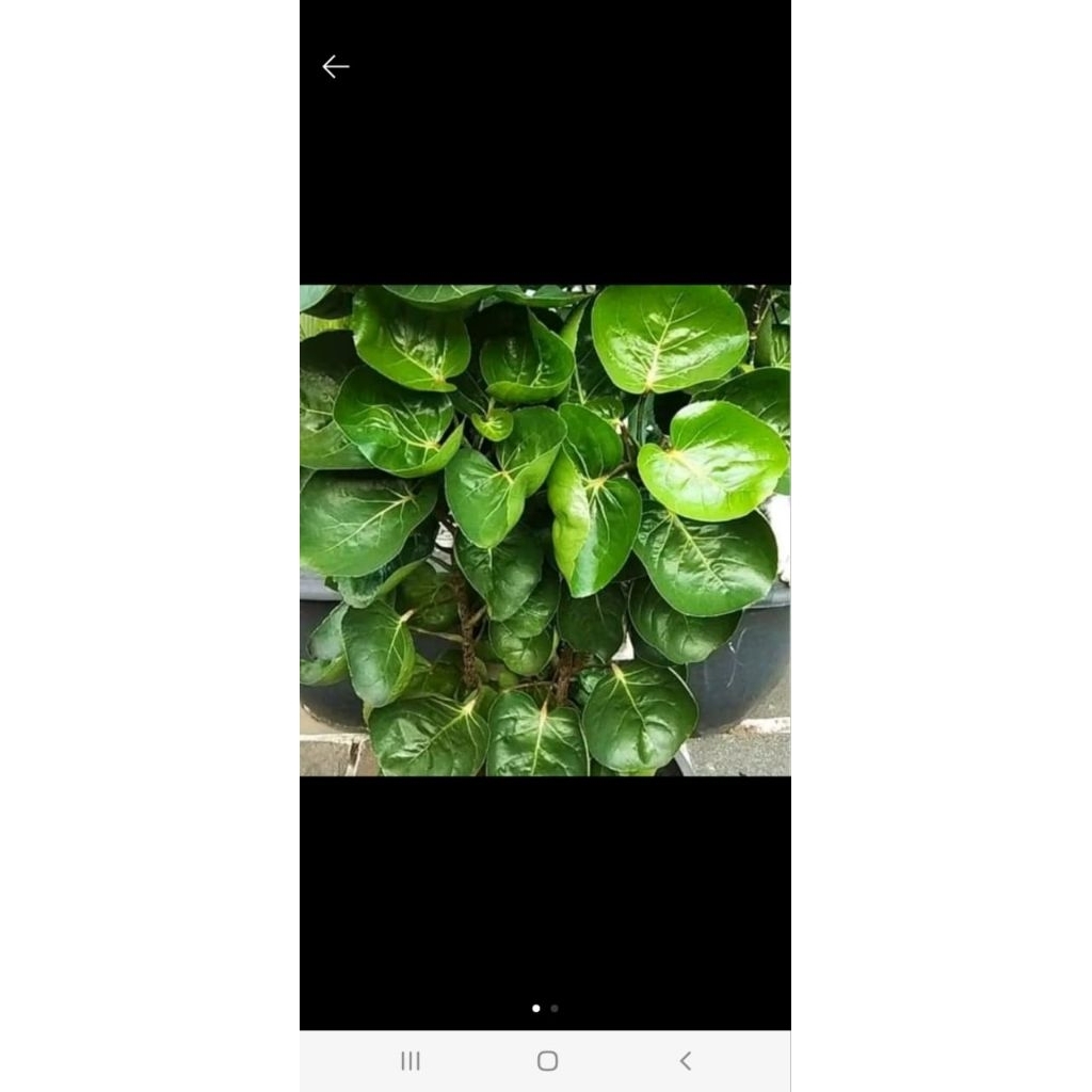 

daun mangkokan segar per 250 gram