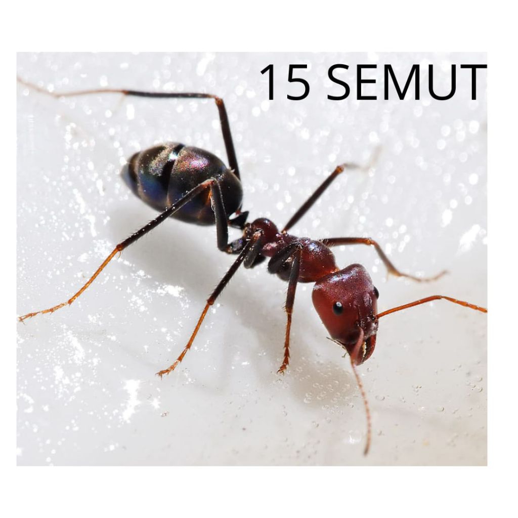 stiker dinding bergambar semut15