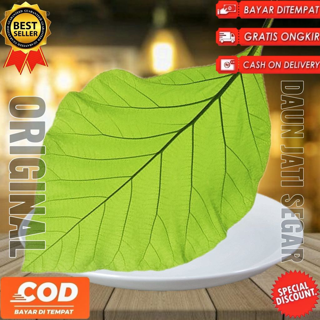 

Daun jati tua hijau segar fresh dipetik dadakan 1kg siap pakai