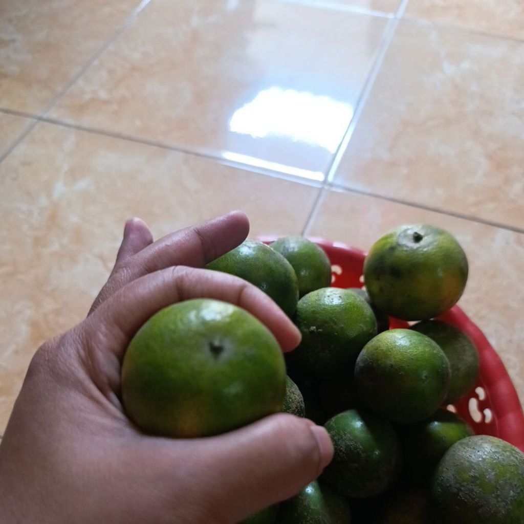 

Jeruk Peras min. 5 kg Grade D Fresh (22-25 buah)
