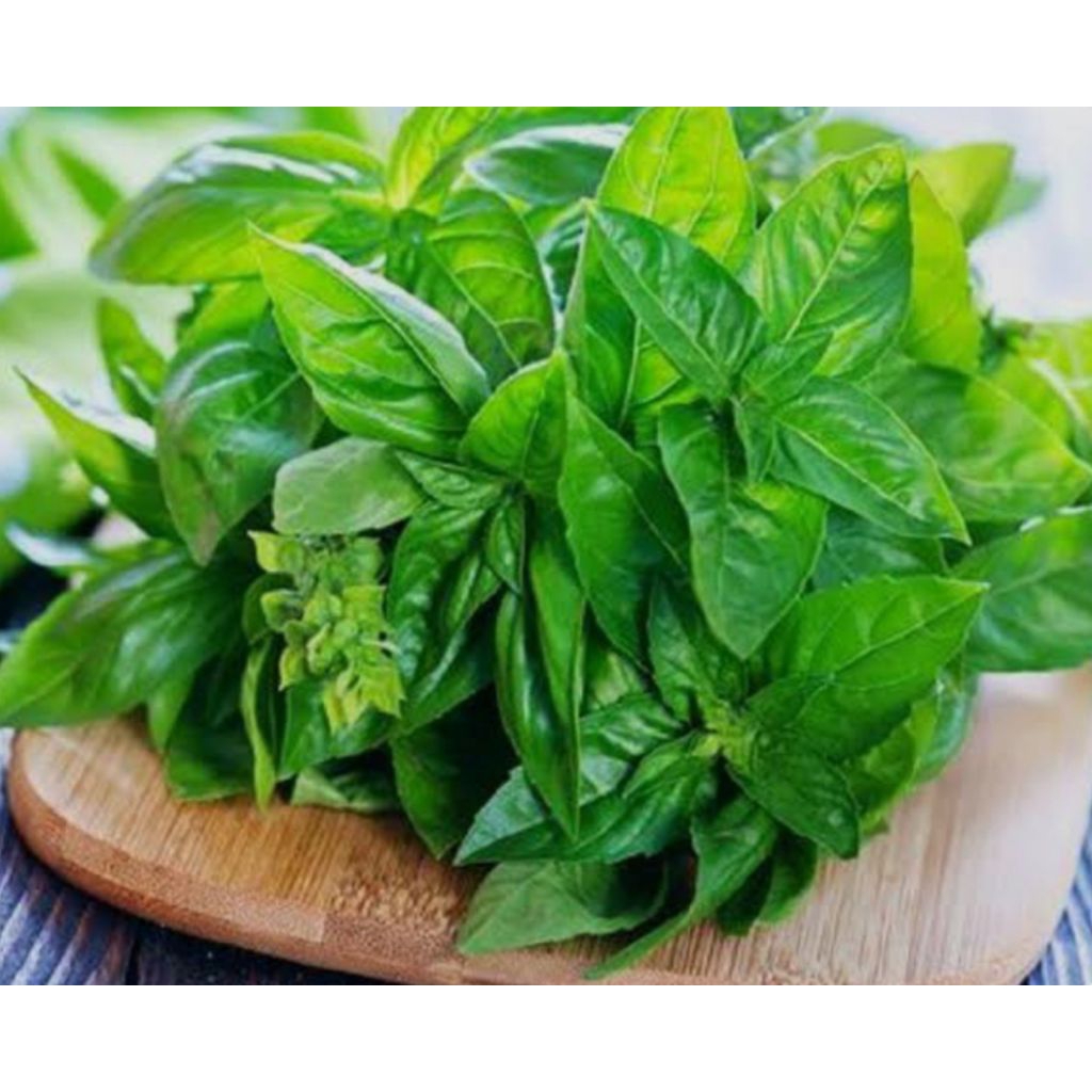 

DAUN KEMANGI 3 IKAT,. #DAUN SURAWUNG