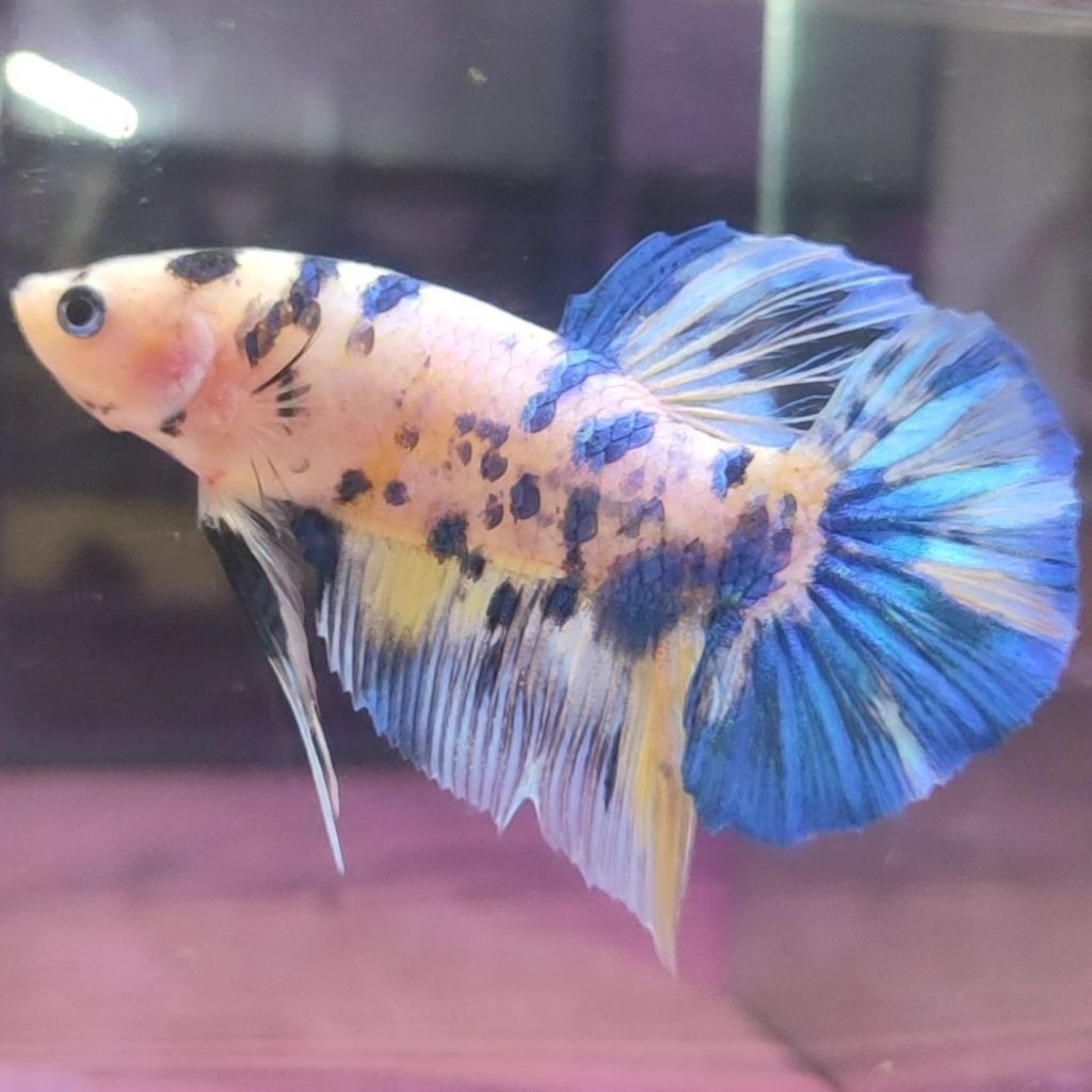 IKAN CUPANG HMPK GIANT YELLOW BASE BO 4,7 (REAL PIC)