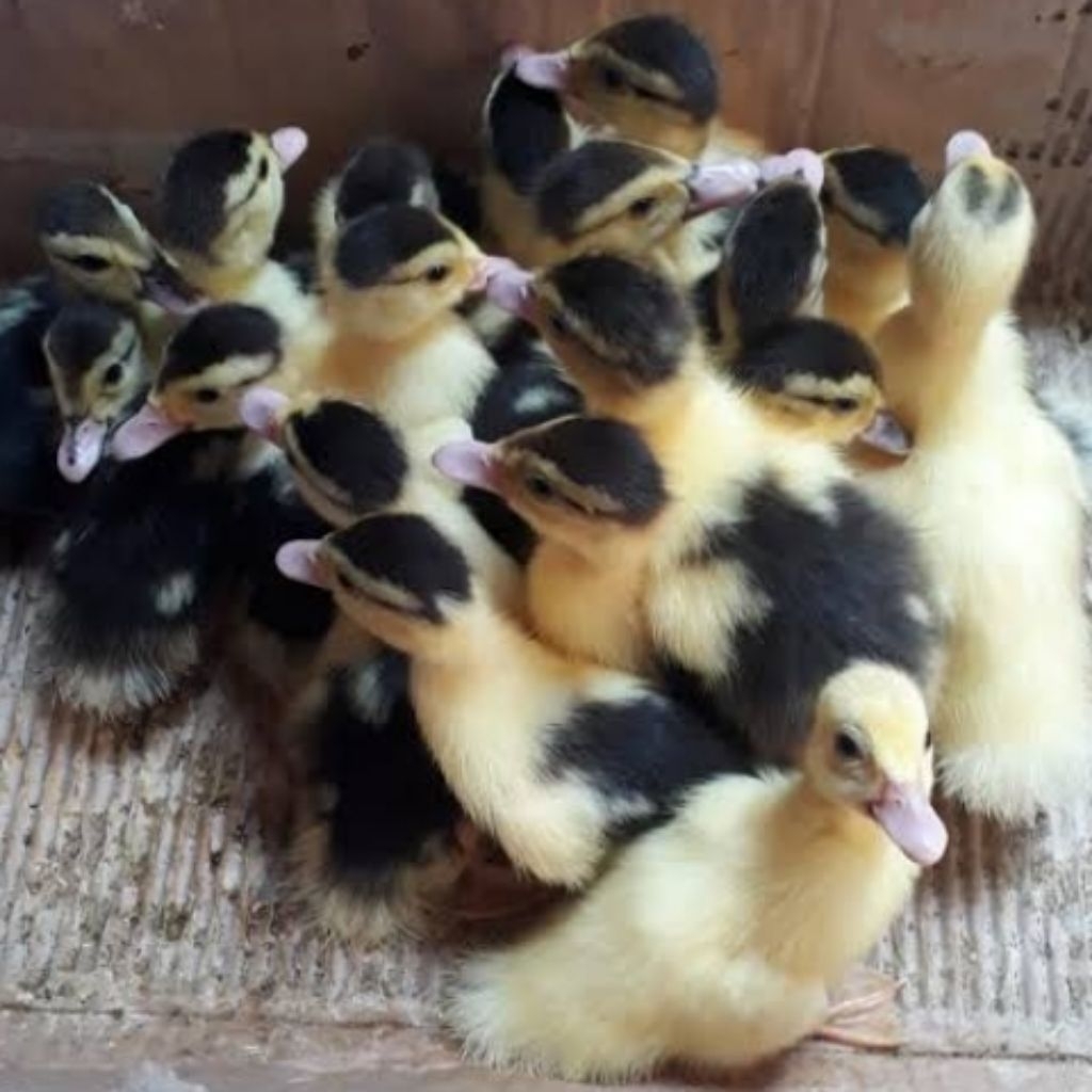 ENTOK RAMBON BERKUALITAS ANAKAN | TELUR FERTIL