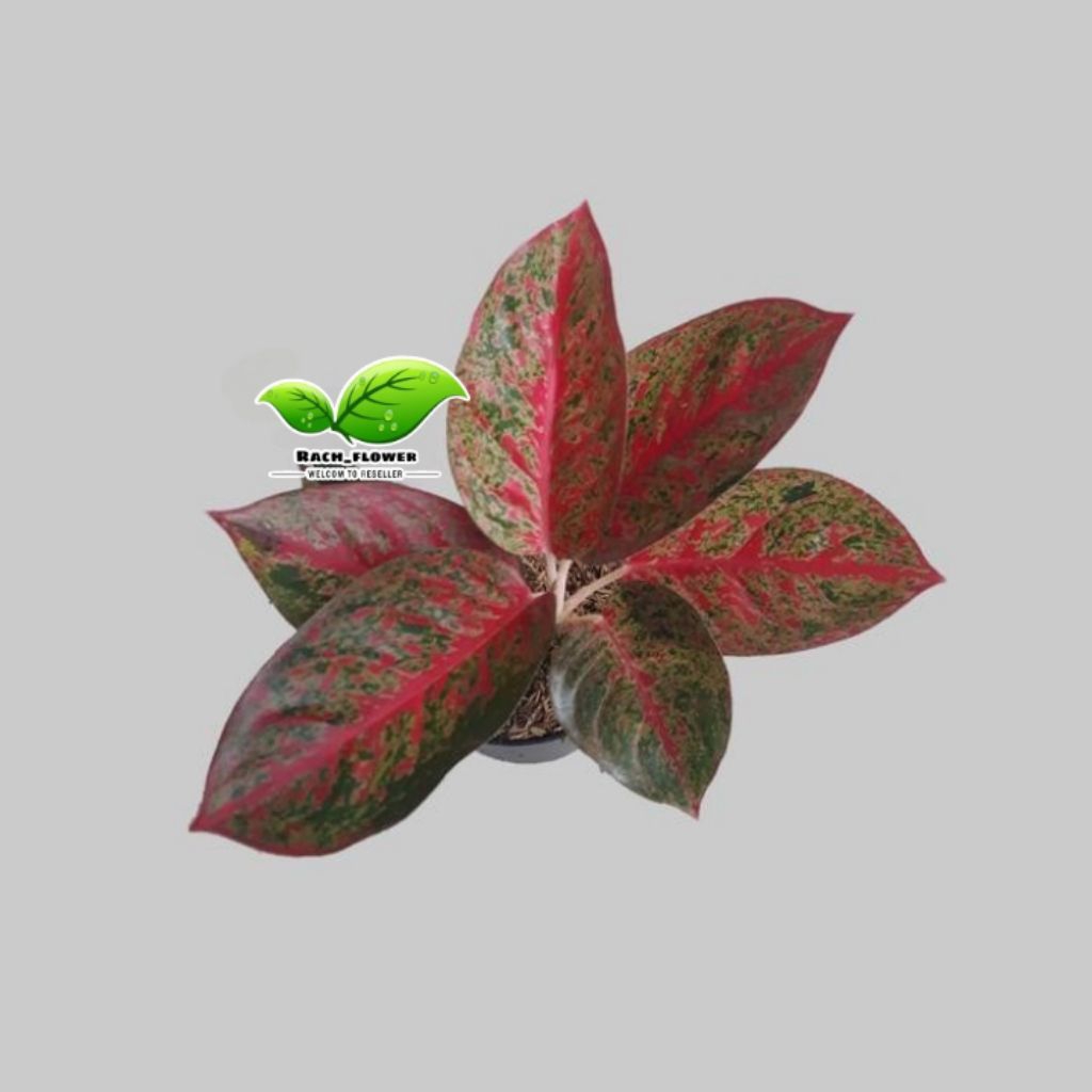 Aglonema red stardust - tanaman hias aglonema Stardust