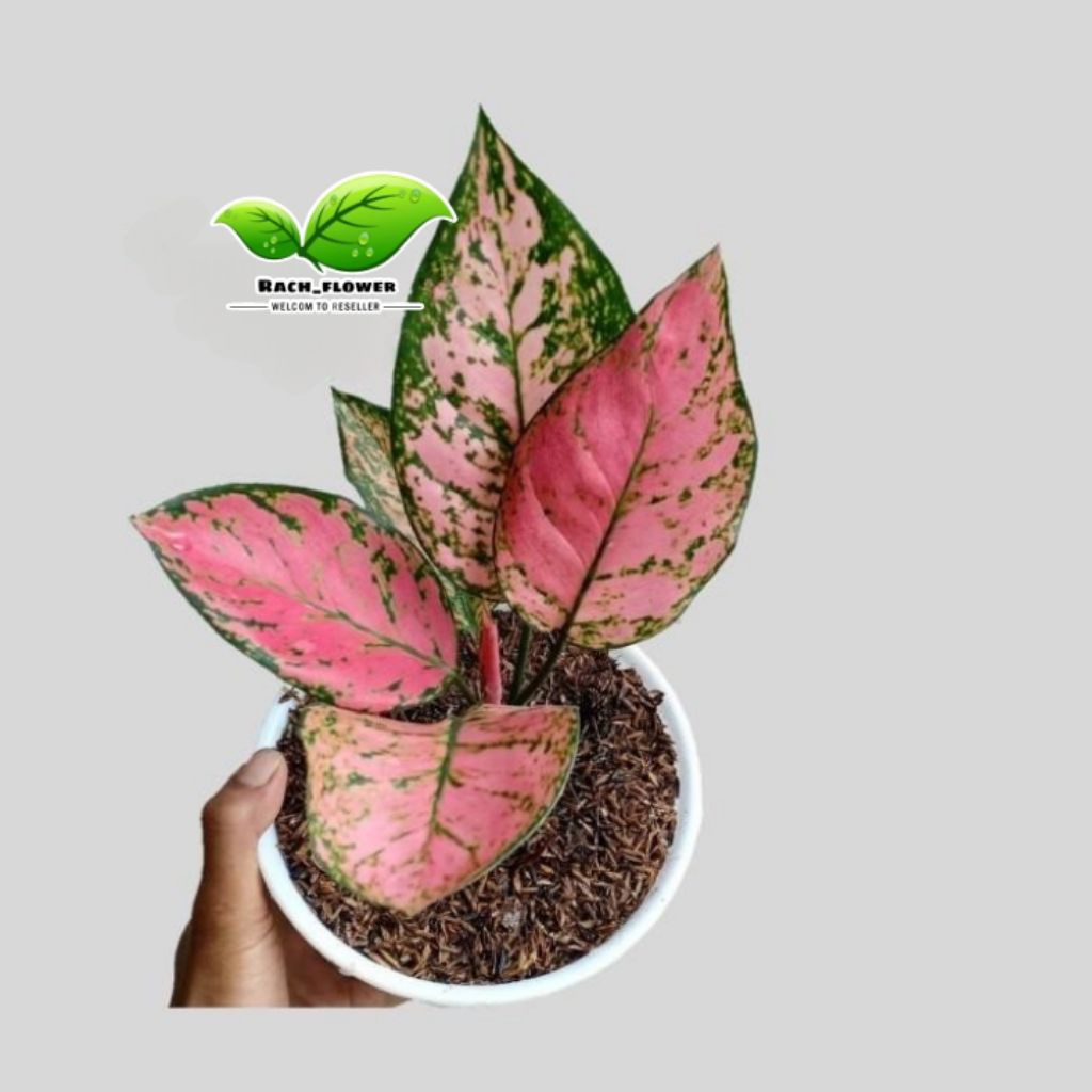 Aglonema lady valentine - tanaman hias aglonema valentine