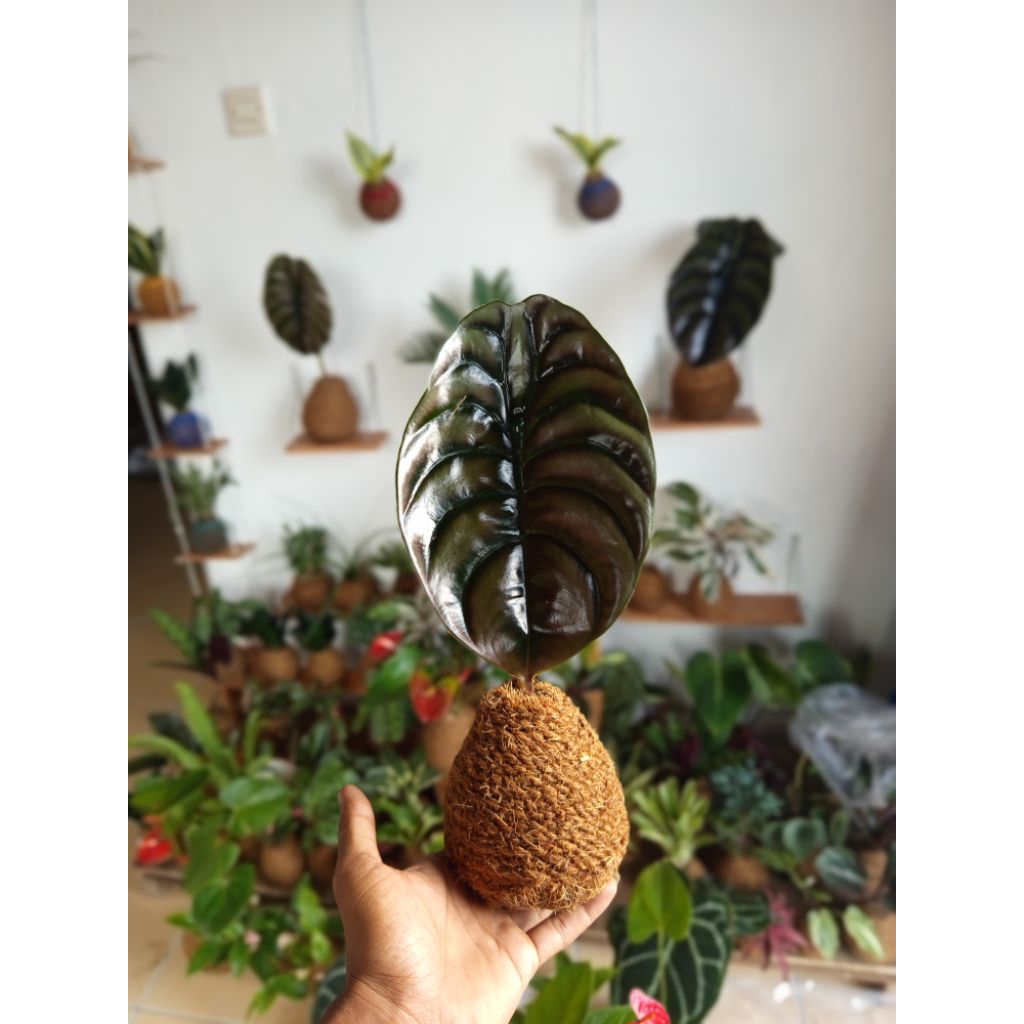 kokedama cuprea /keladi tengkorak