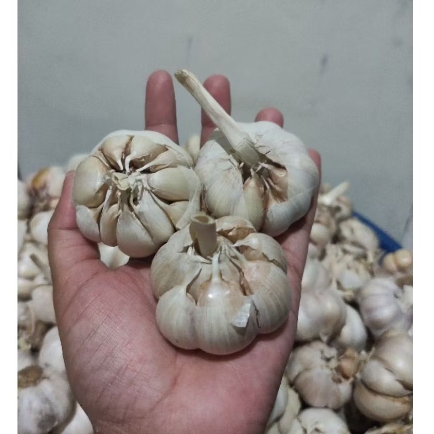 

[HARGA GROSIR] BAWANG PUTIH SINCO BERSIH BUMBU DAPUR MURAH 250 500 750 GRAM 1KG | SUDAH SORTIR BERSIH KERING
