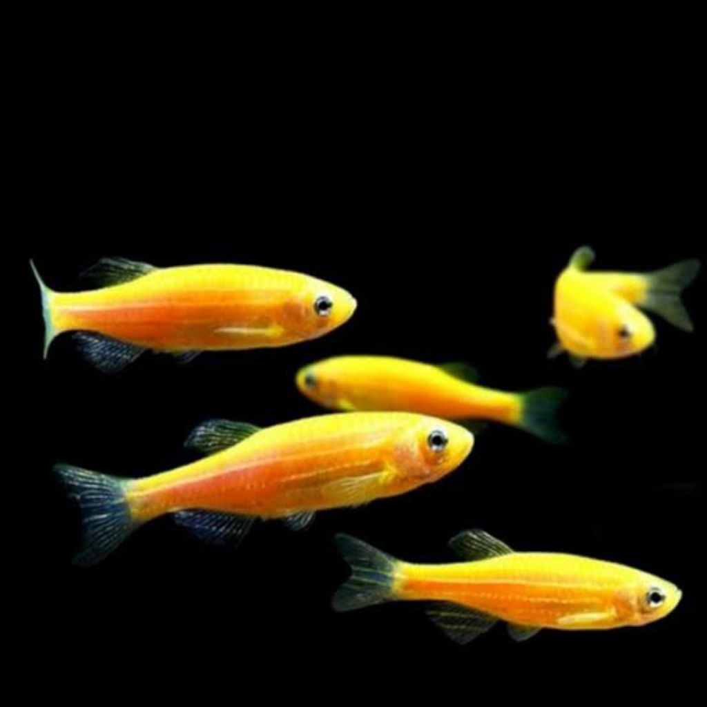 Zebra danio kuning