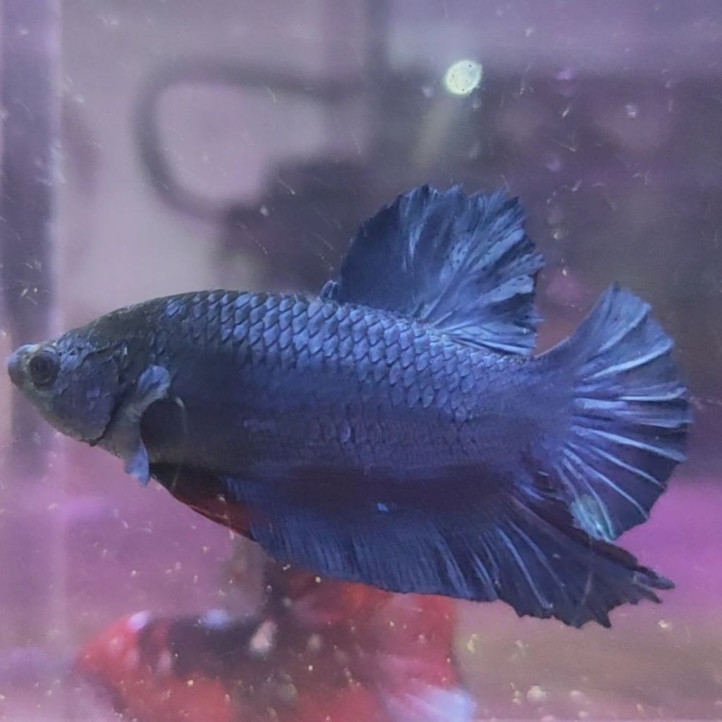 IKAN CUPANG PK ROYAL BLUE (REAL PIC)