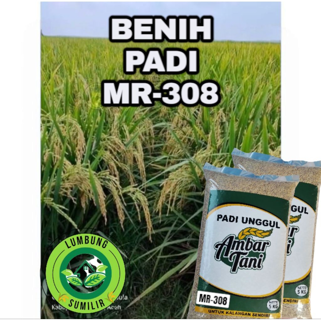 BENIH PADI MR-308 KEMASAN 5KG