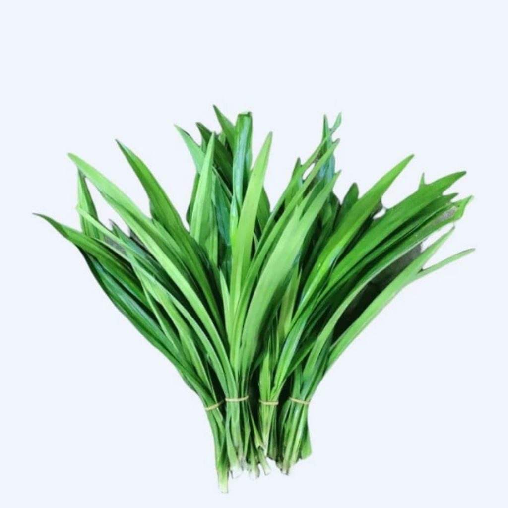 

PANDAN WANGI SEGAR 1 IKAT PEWANGI ATAU PEWARNA MAKANAN