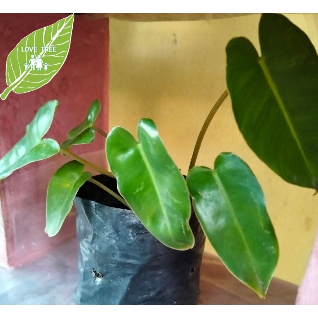 philodendron burle marx