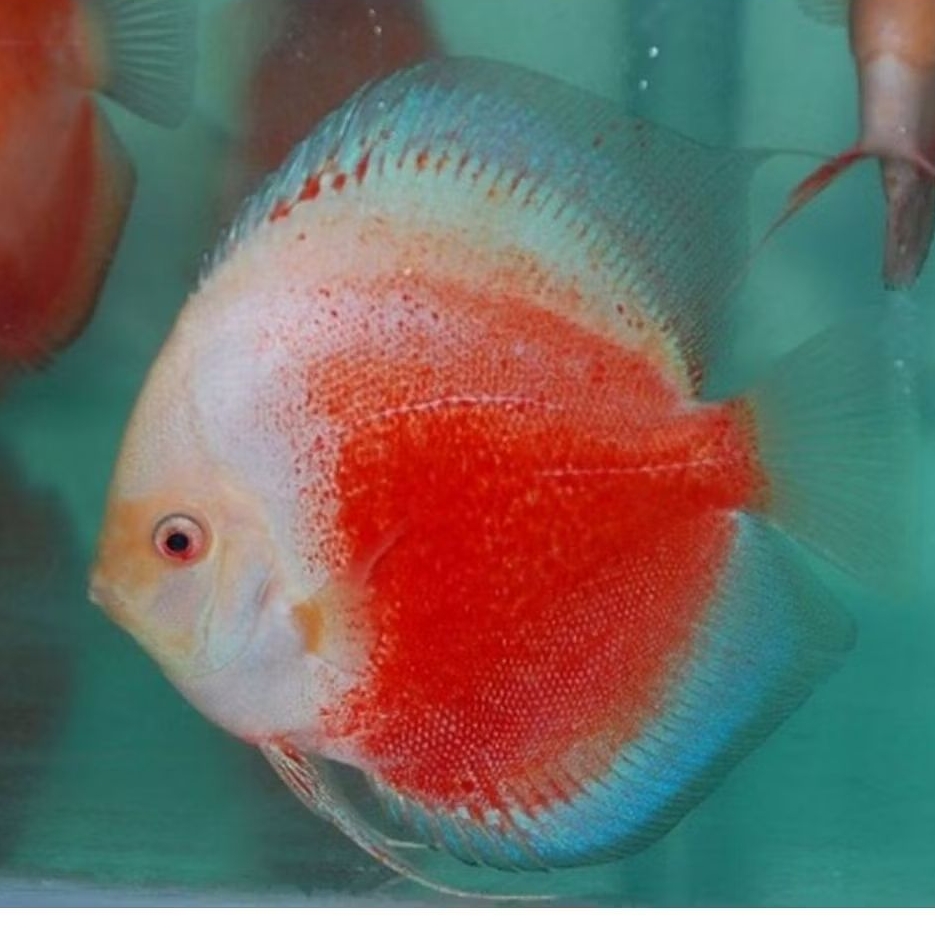 Discus Aquascape/ Discus red white