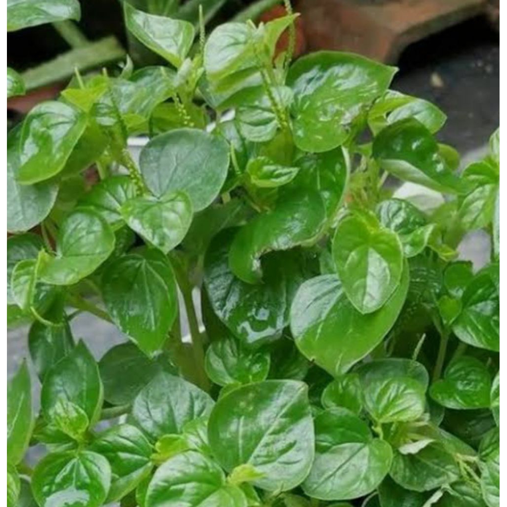 

DAUN SIRIH CINA 100 gr,. ketumpang air, daun suruhan, tumpang angin, dan suruhan