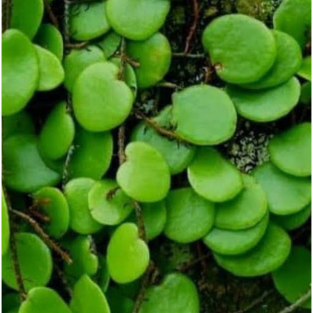 

DAUN PECISAN/SISIK NAGA 500 gr,. SEGAR BARU PETIK