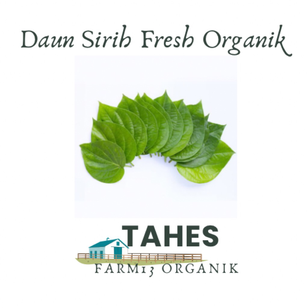 

Daun Sirih Hijau Atau Suruh Hijau Fresh Harga Perlembar Organik