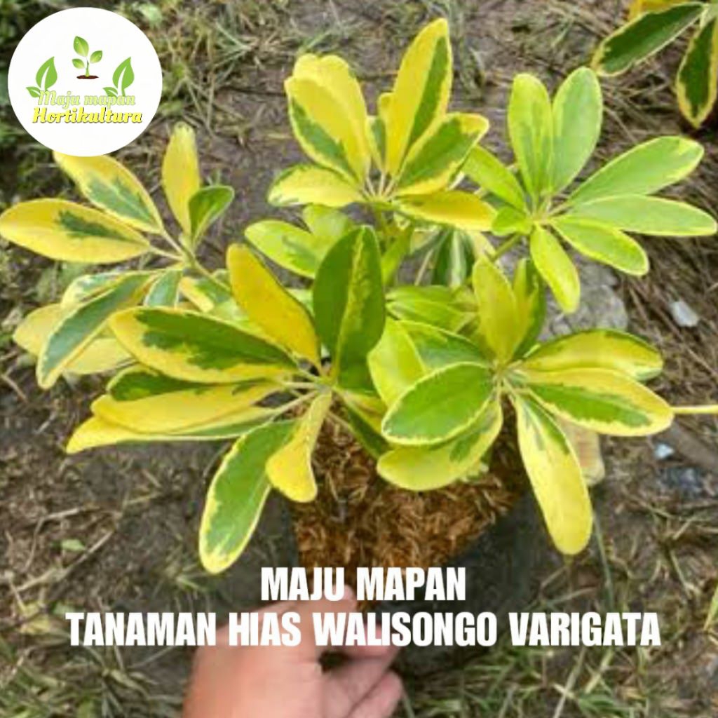 TANAMAN HIAS WALISONGO VARIGATA (TANAMAN WALISONGO)