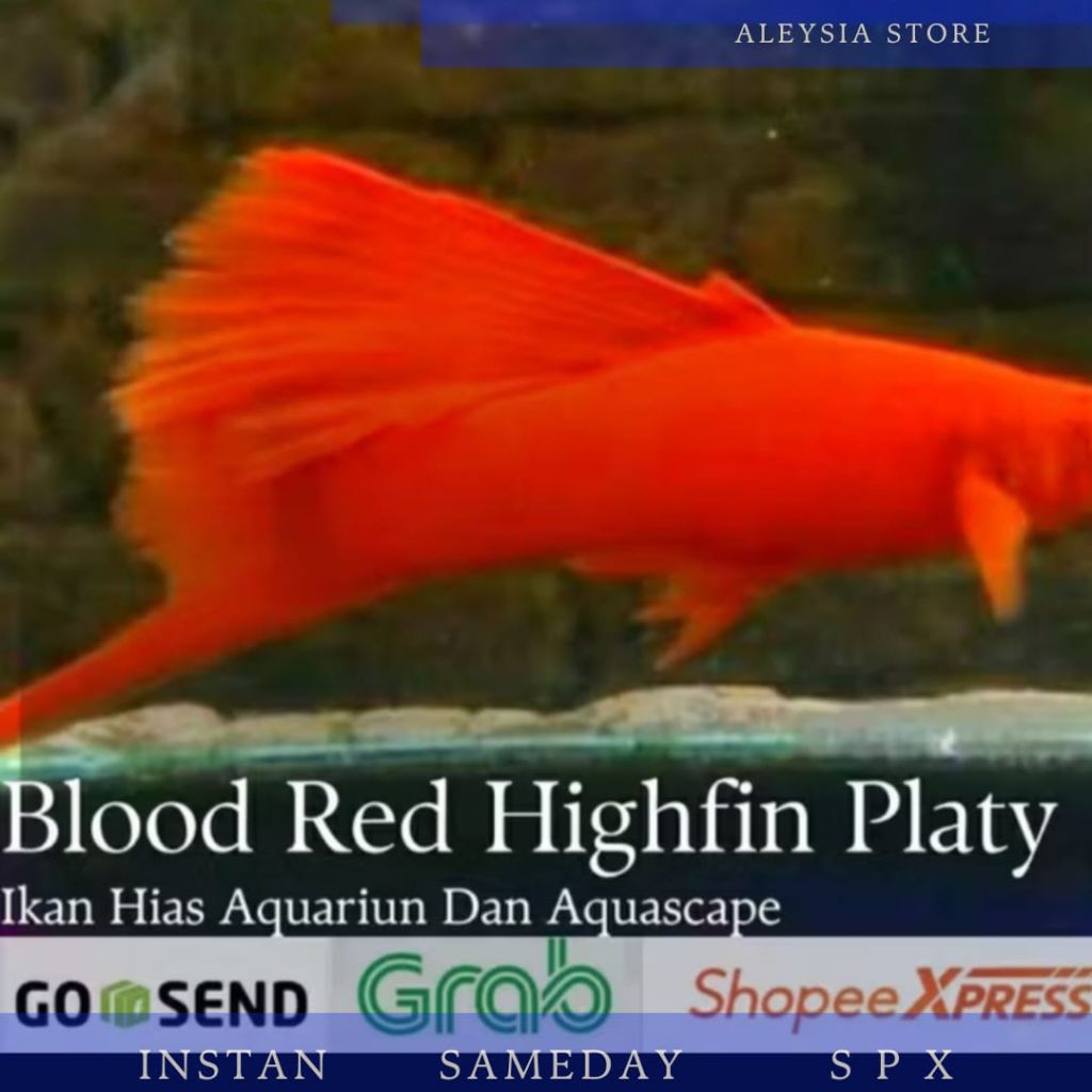 Platy Blood Red Highfin Hiasan Aquarium Aquascape dan Kolam