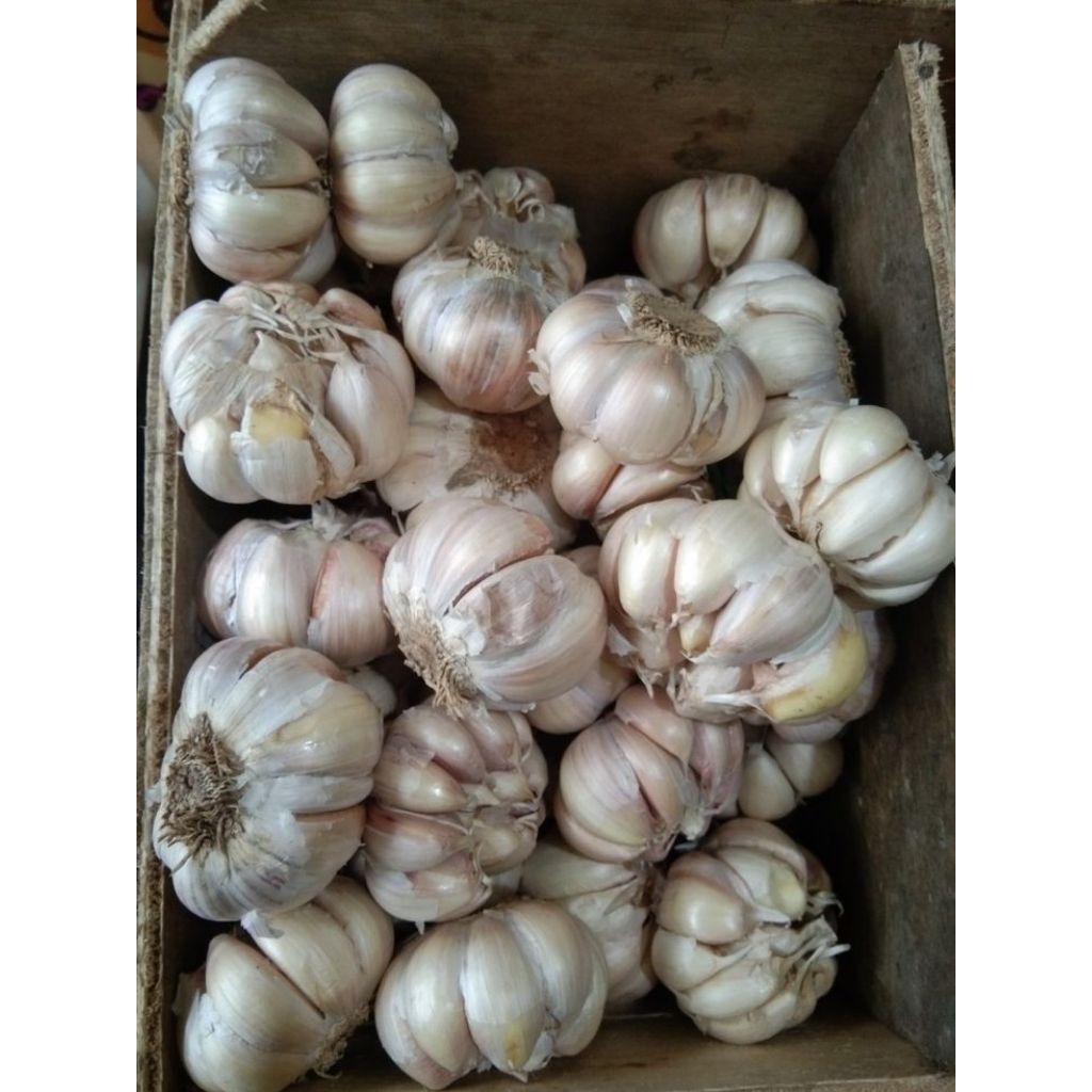 

bawang putihh