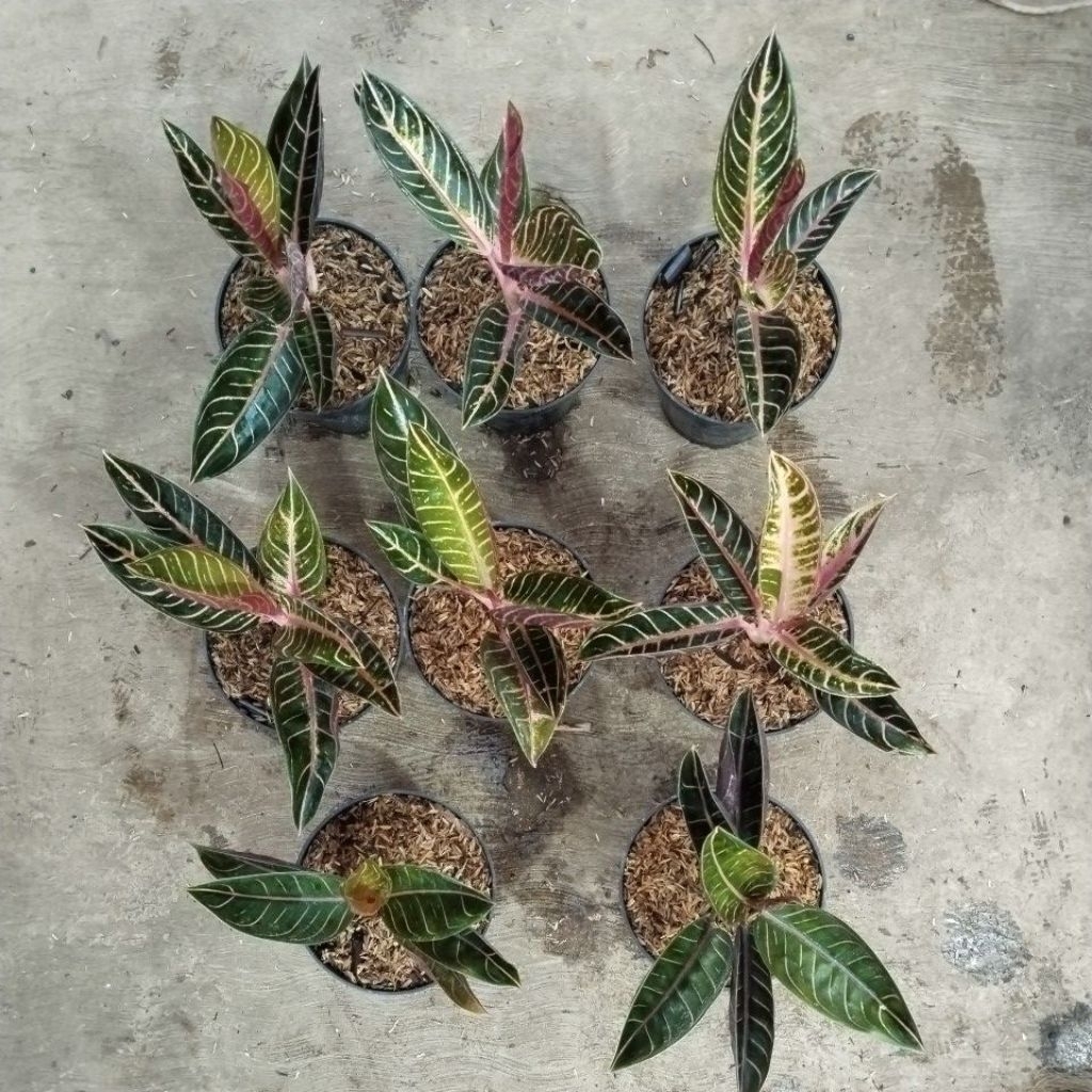 AGLONEMA RED SUMATRA / BLACK SUMATRA  INDUKAN