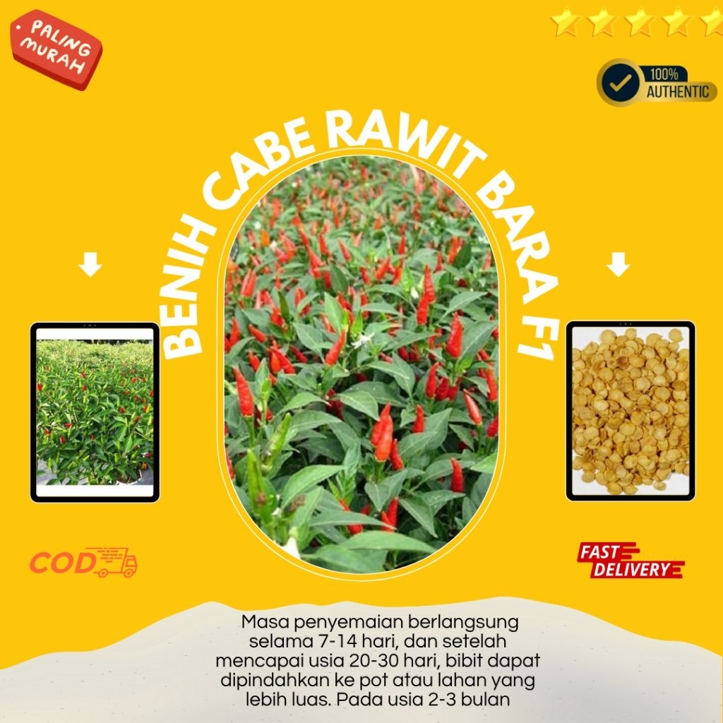 50 benih cabe bara