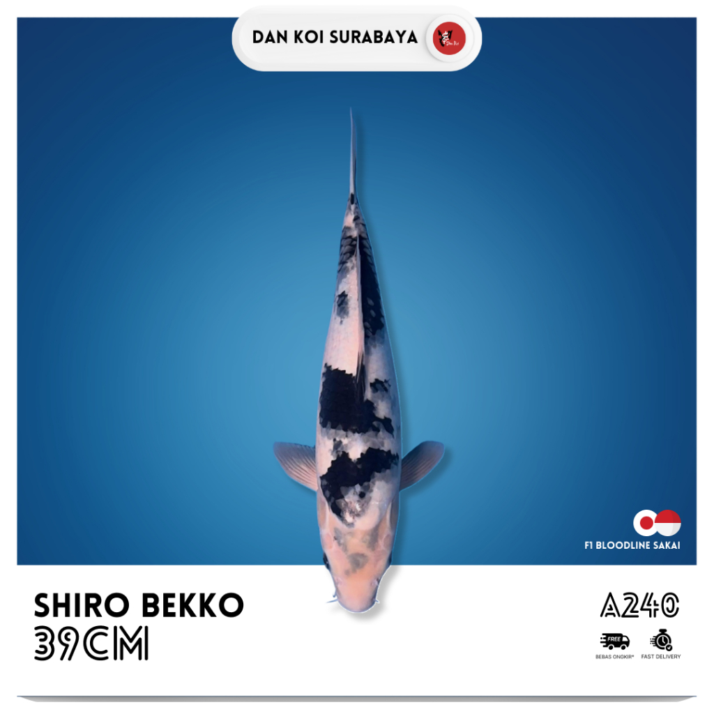 Ikan Koi Shiro Bekko F1 Bloodline Sakai Kode A240