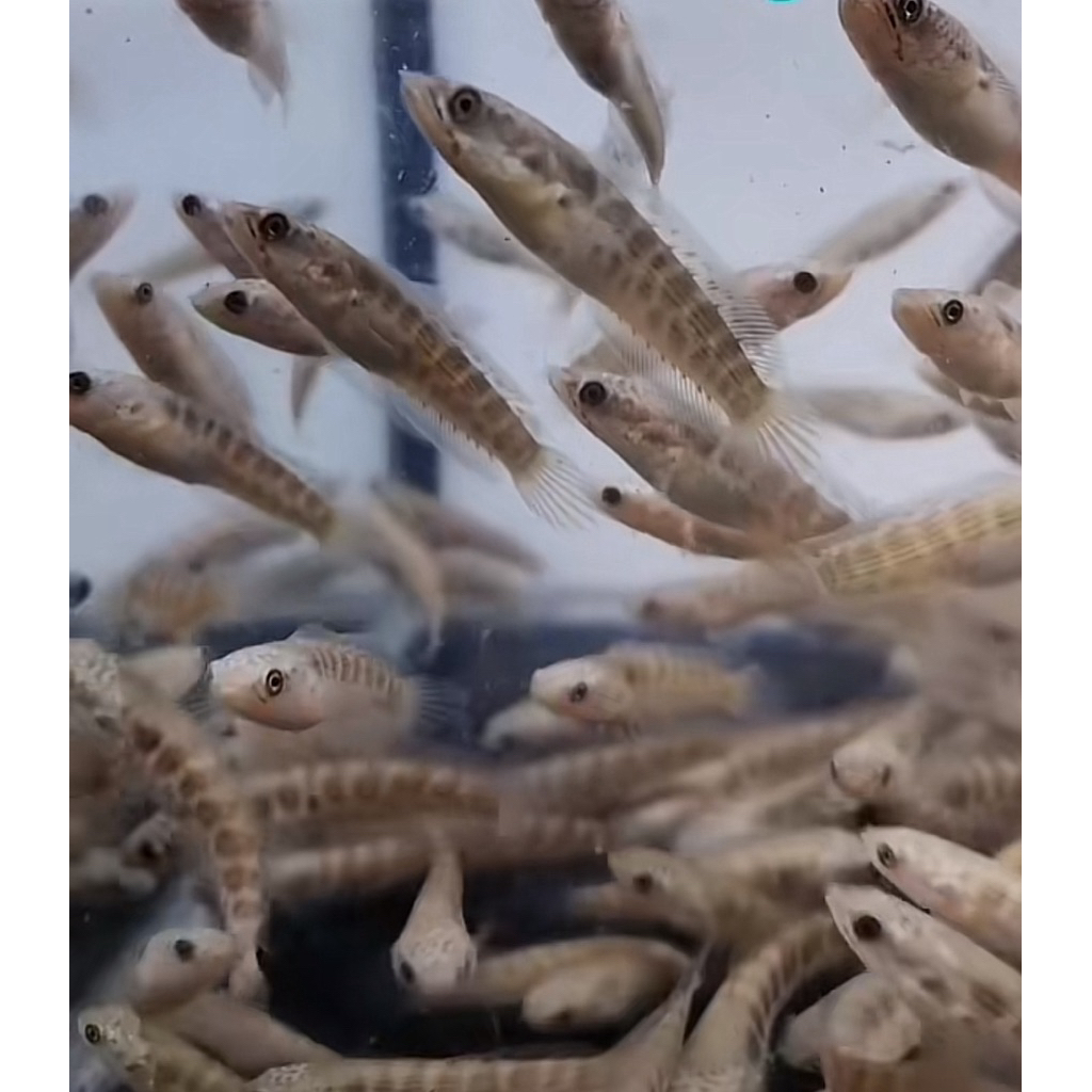 Baby Auranti (Bonus pelet)