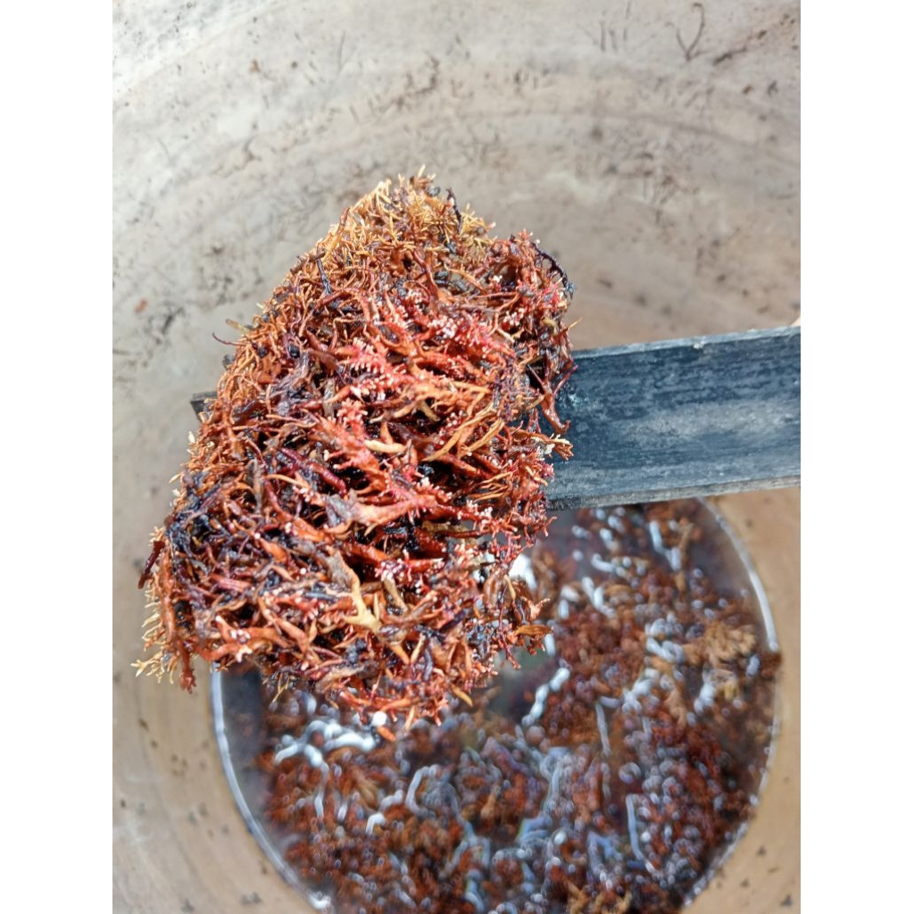 Jakaba Super /jamur Jakaba 200gram