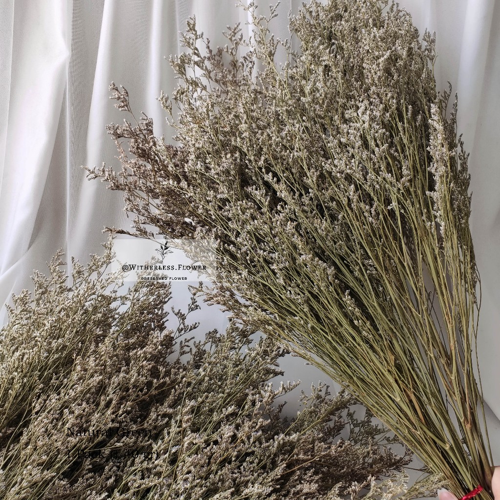 [GROSIR] 100 gr Dried Caspea Lover Grass / Dried Flower Awetan / Bunga Kering