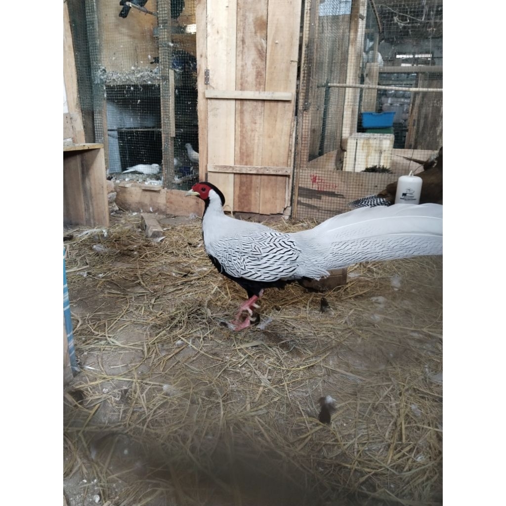 Silver Pheasant ayam hias