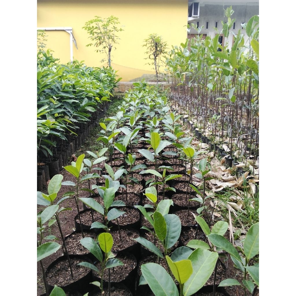 Bibit cempedak/Tanaman Cempedak/Buah cempedak