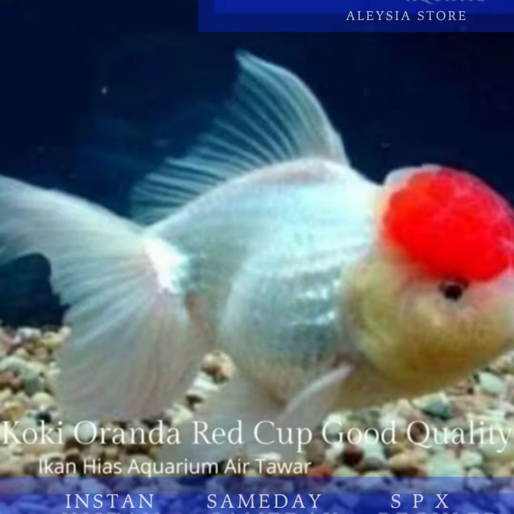 Koki Oranda Red Cup Good Quality Hiasan Aquarium