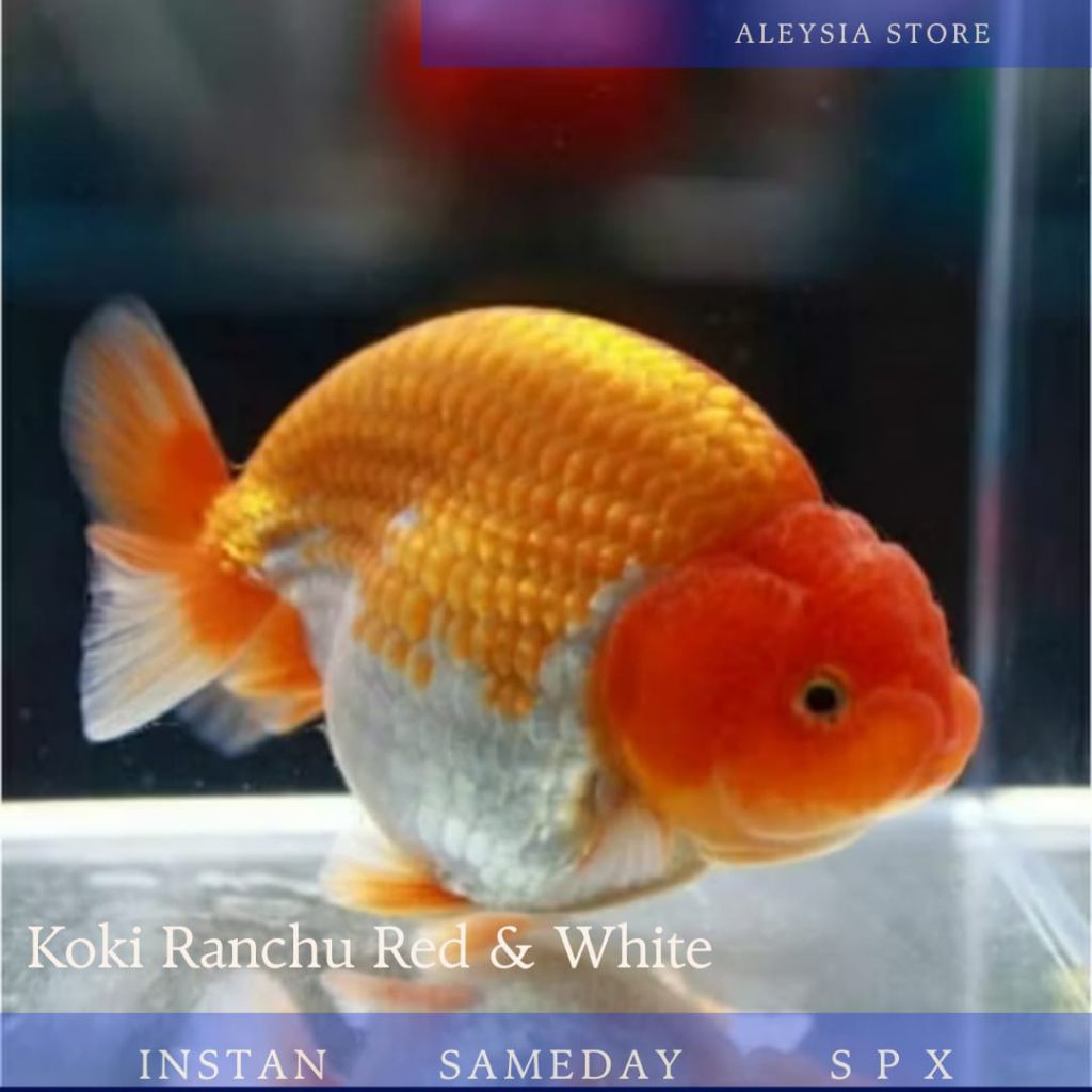 Koki Ranchu Red & White Good Quality Hiasan Aquarium
