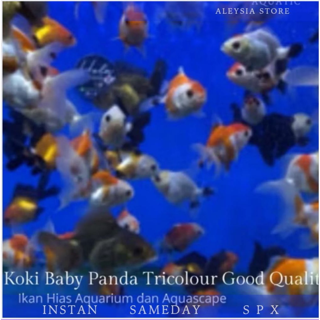 Koki Baby Oranda Tricolour Paket 20ekor Hiasan Aquarium