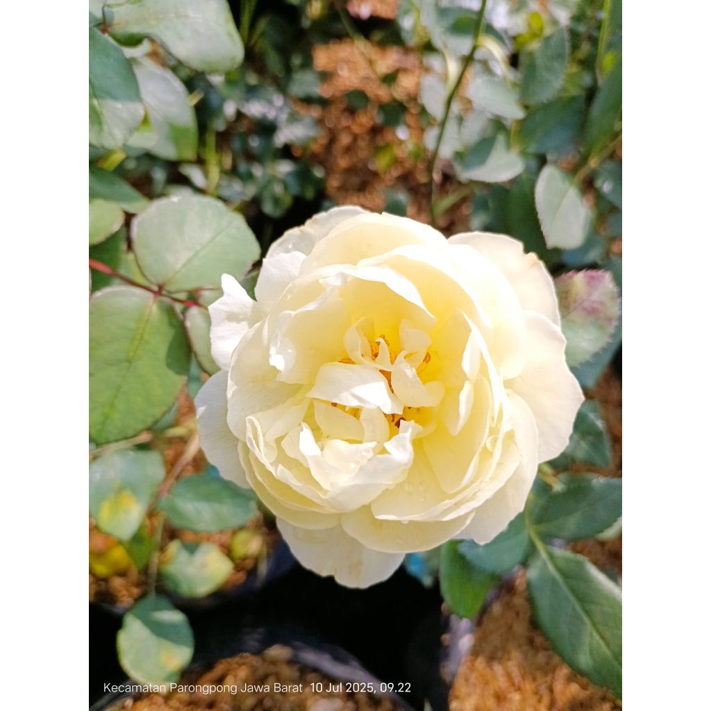 bunga mawar yg sangat cantik