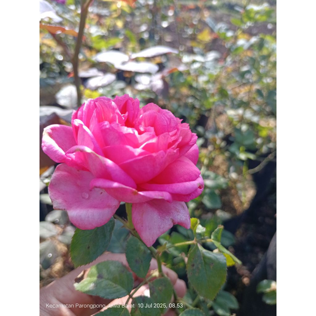 bunga mawar pink yg cantik