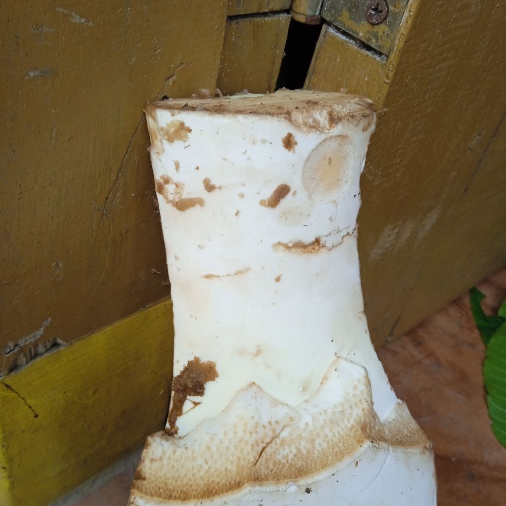 

humut kelapa segar/1kg