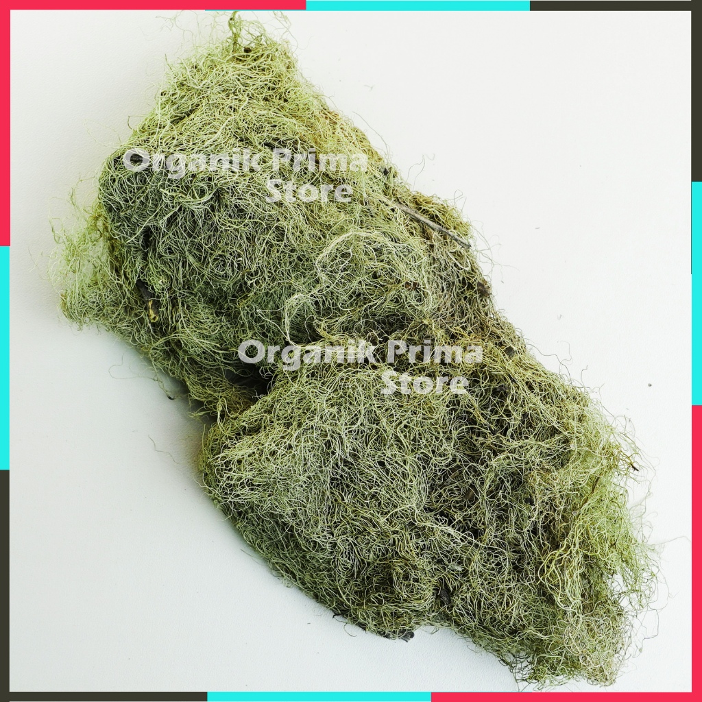 

Akar Angin Kering 100gr Asli Bersih dan Organik