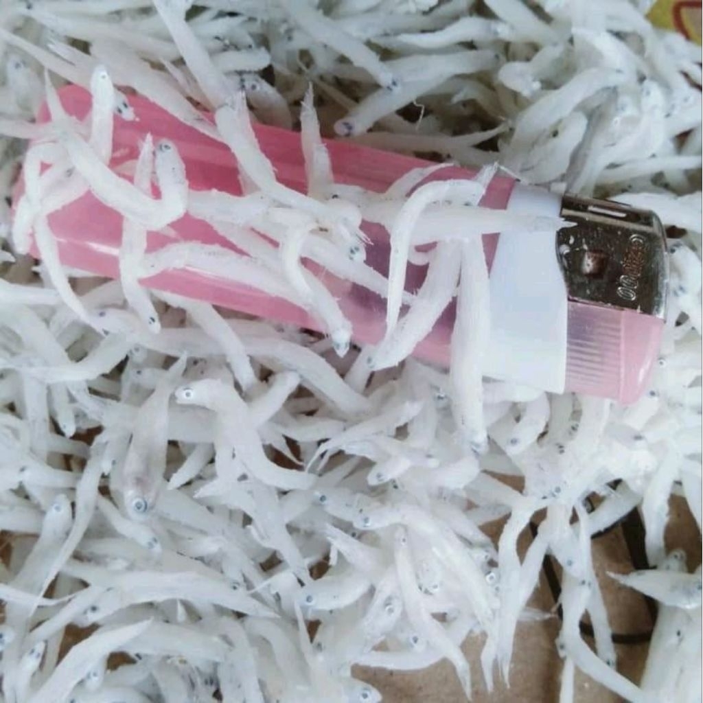 

teri medan 1 kg teri nasi 1 kg