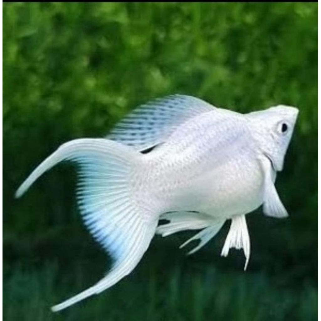 Molly Platinum cawang