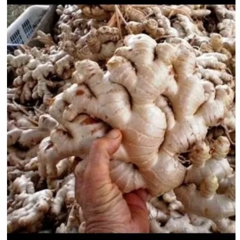 

Jahe gajah segar 1 kg