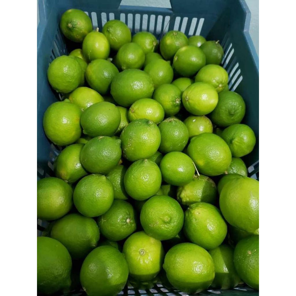 

Buah Lemon Lokal 10kg