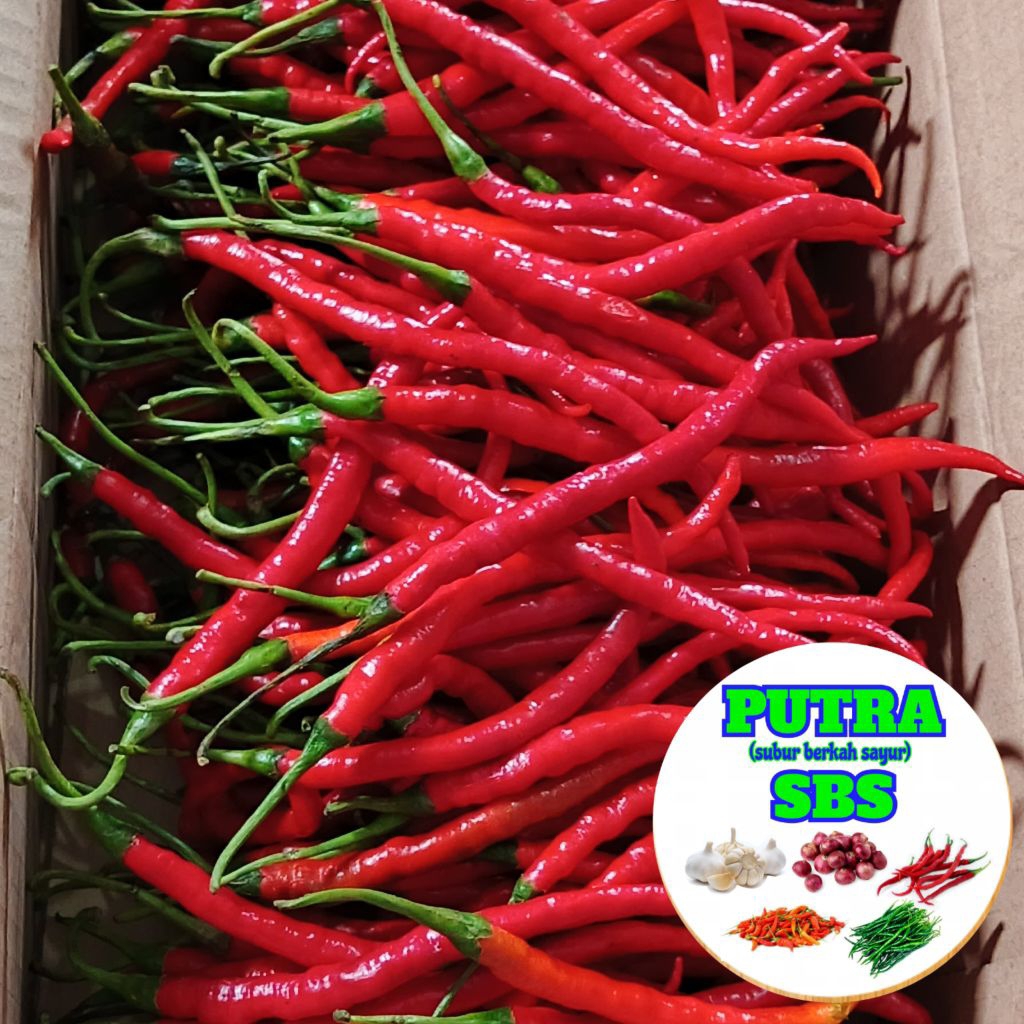 

1KG Cabe Merah Keriting Fresh