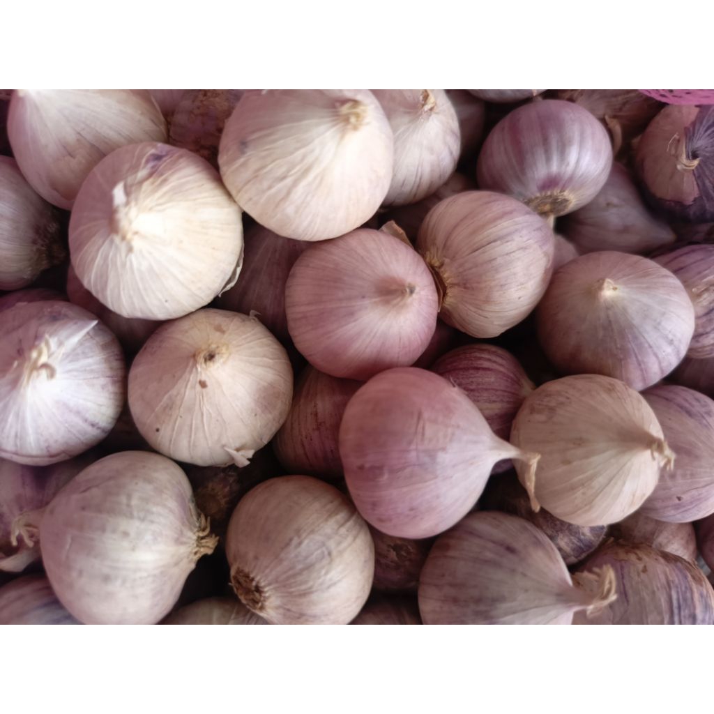 

Bawang Putih Tunggal 1kg |Tersortir