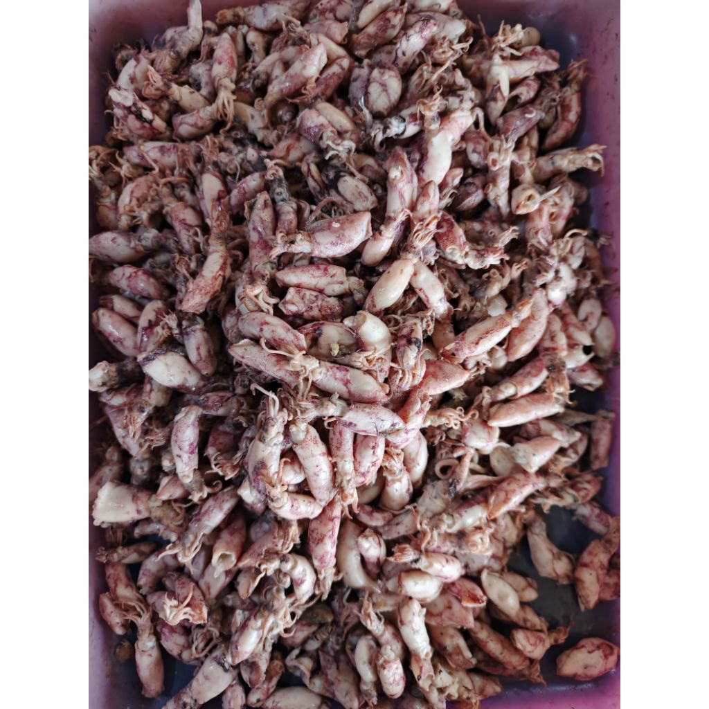 

Grosir ikan asin, cumi beby, ikan asin cumi, ikan beby cumi, berat 1000gram