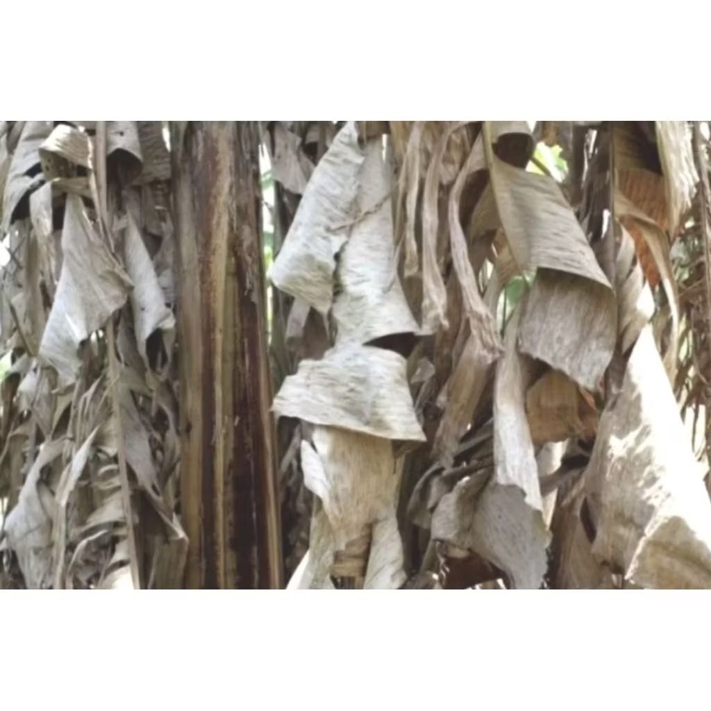 

Daun pisang kering 1 kg